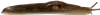 Deroceras reticulatumÅKERSNIGEL6,1 × 40,1 mm